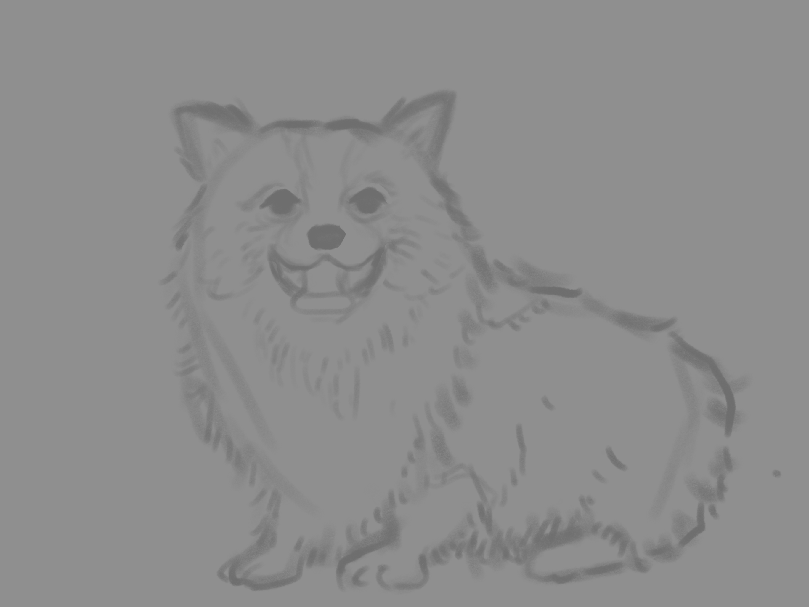 speed-sketched dog studies