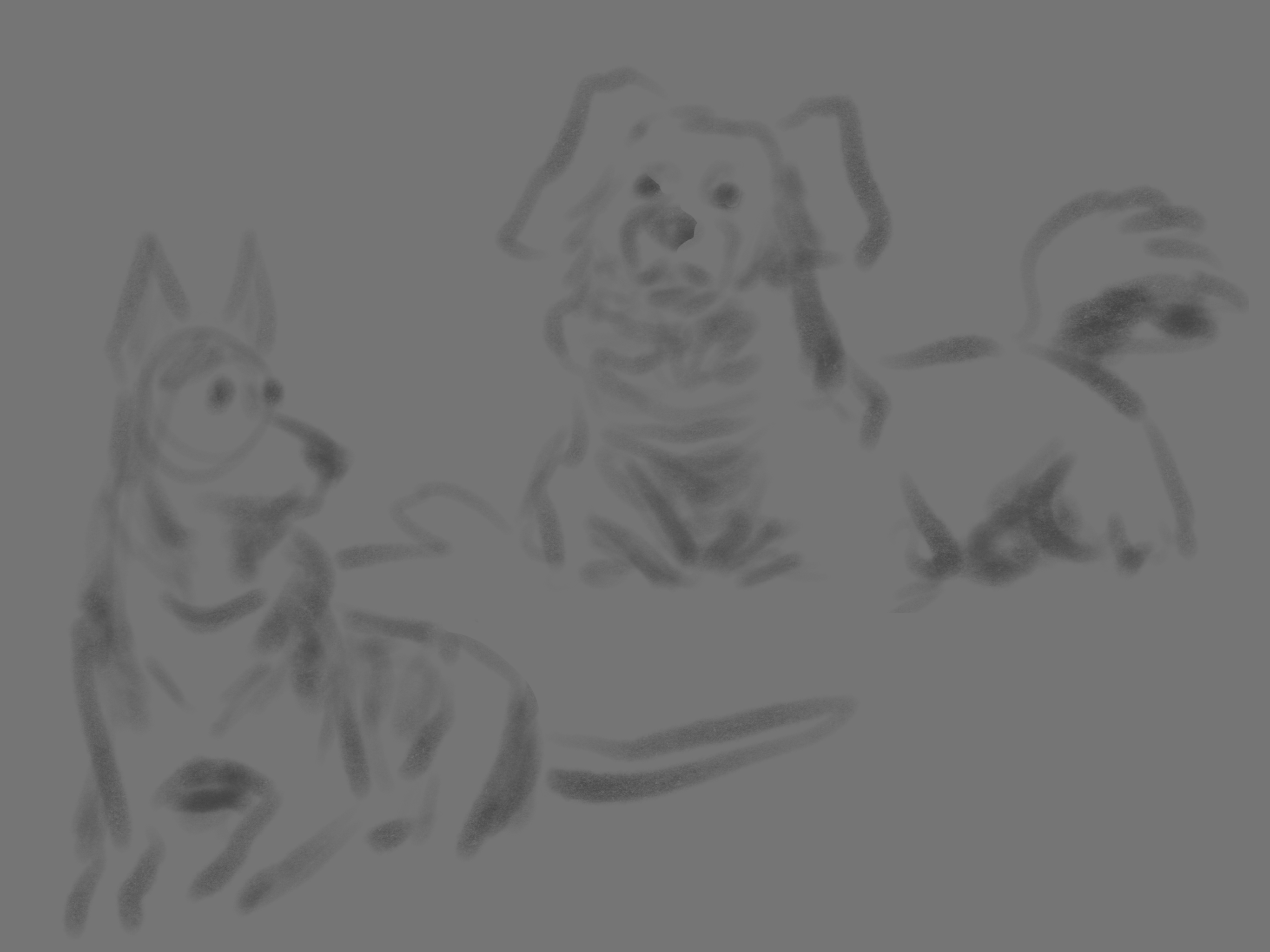 loose to rendered dog sketches