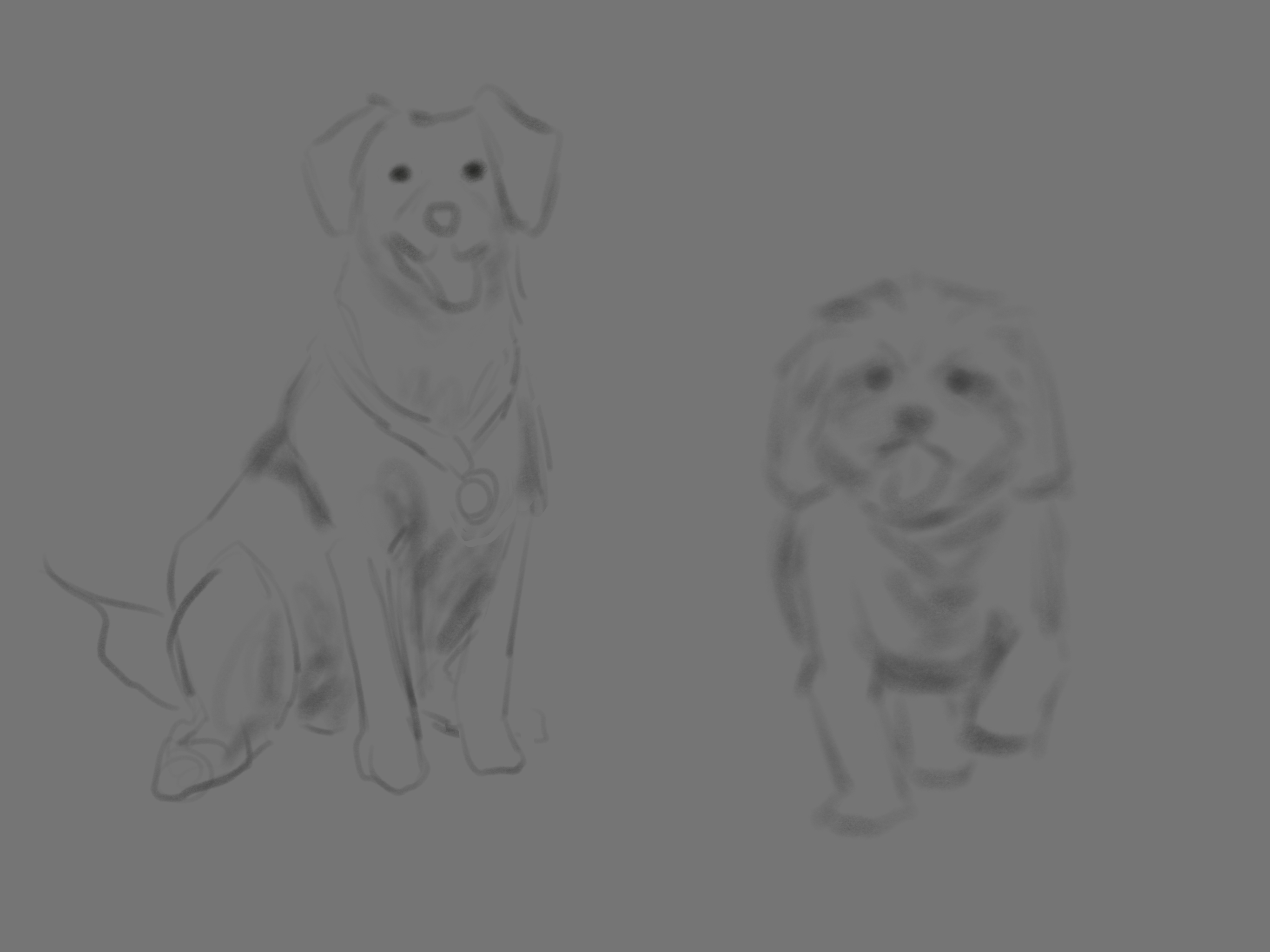 dog study