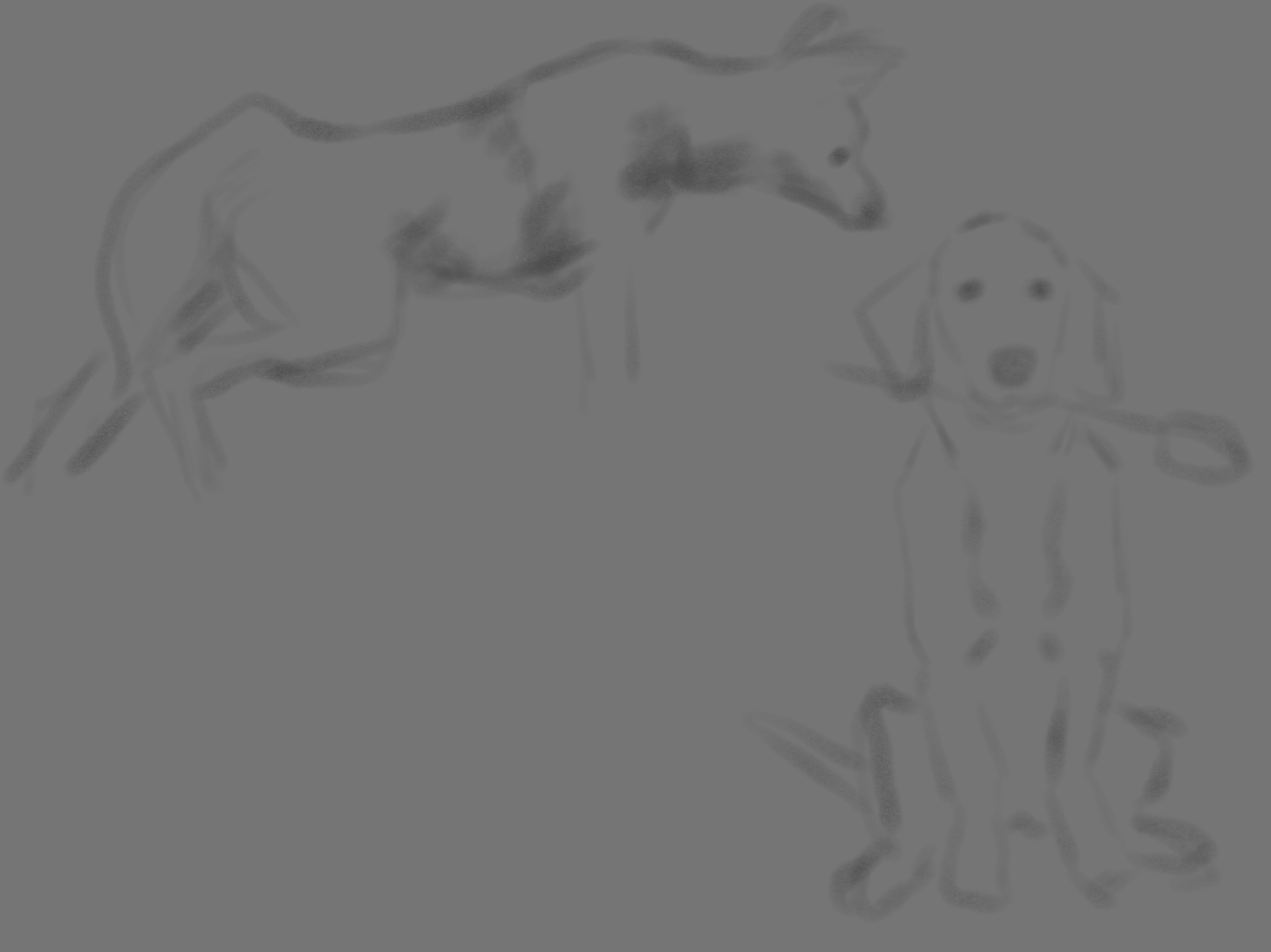 dog study